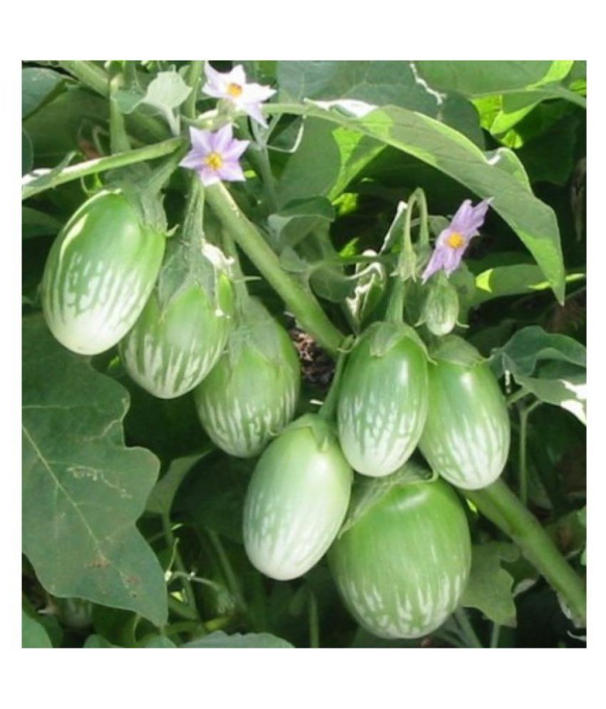 Green Brinjal Eggplant Vegetables Seeds Pack of 50 Seeds F1 Hybrid