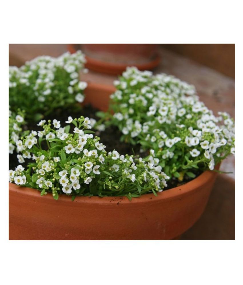 Alyssum White Flowers Super Quality Seeds - Pack 100 ...