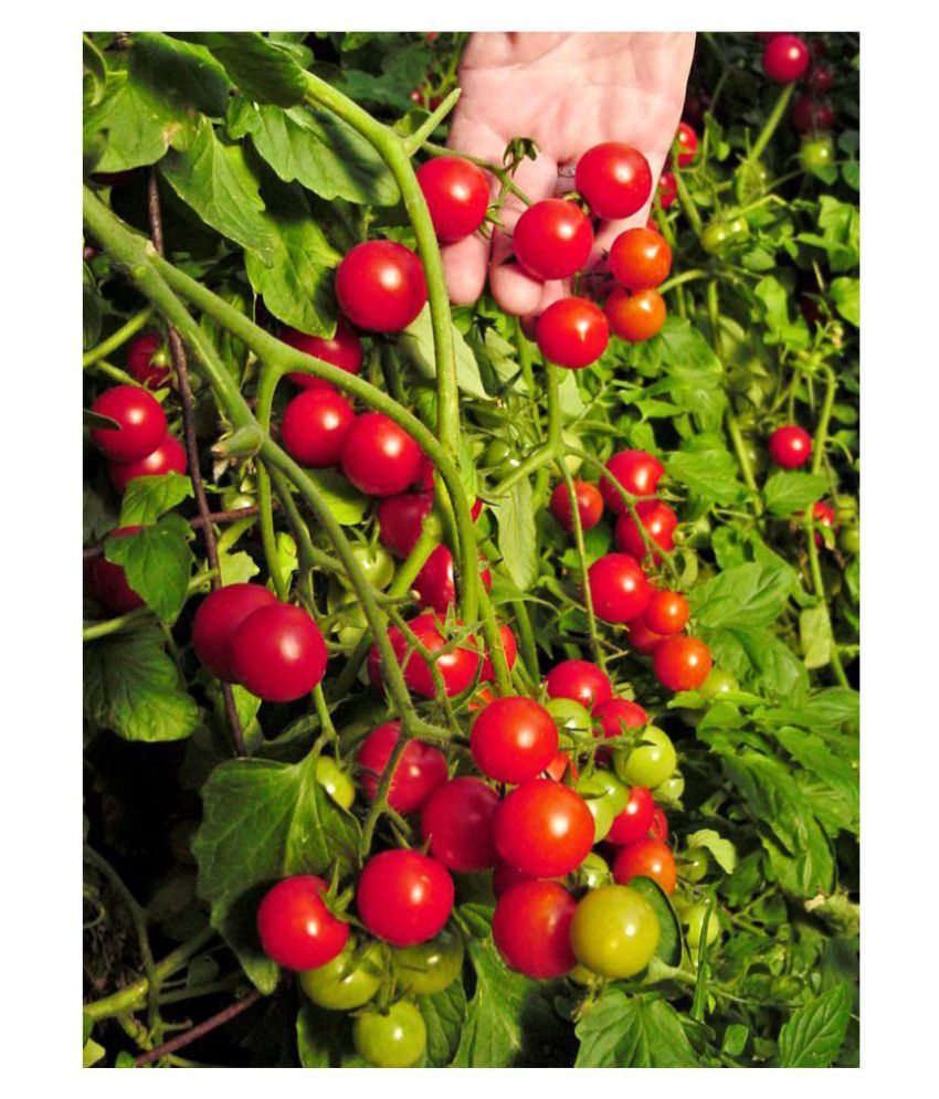     			Cherry Tomato Premium Seeds - Pack of 50 Hybrid Seeds