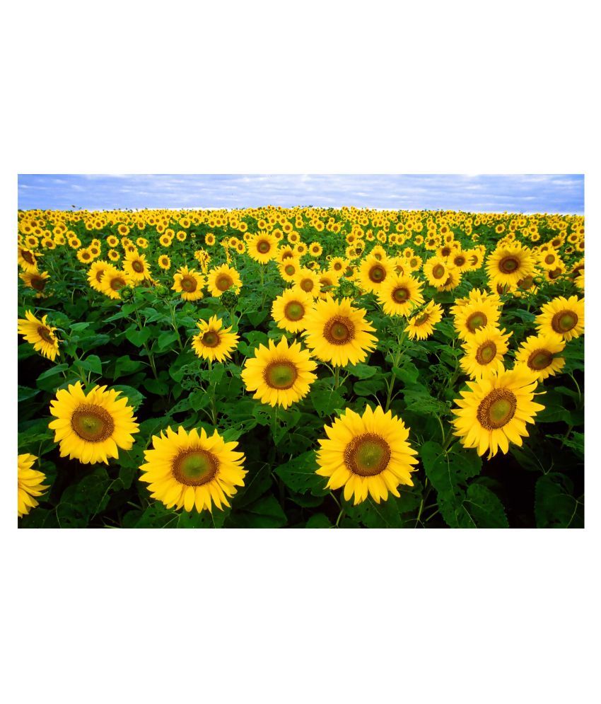 Flower Wall Poster For Room Without Frame 12X18 Inch, 300 GSM: Buy ...