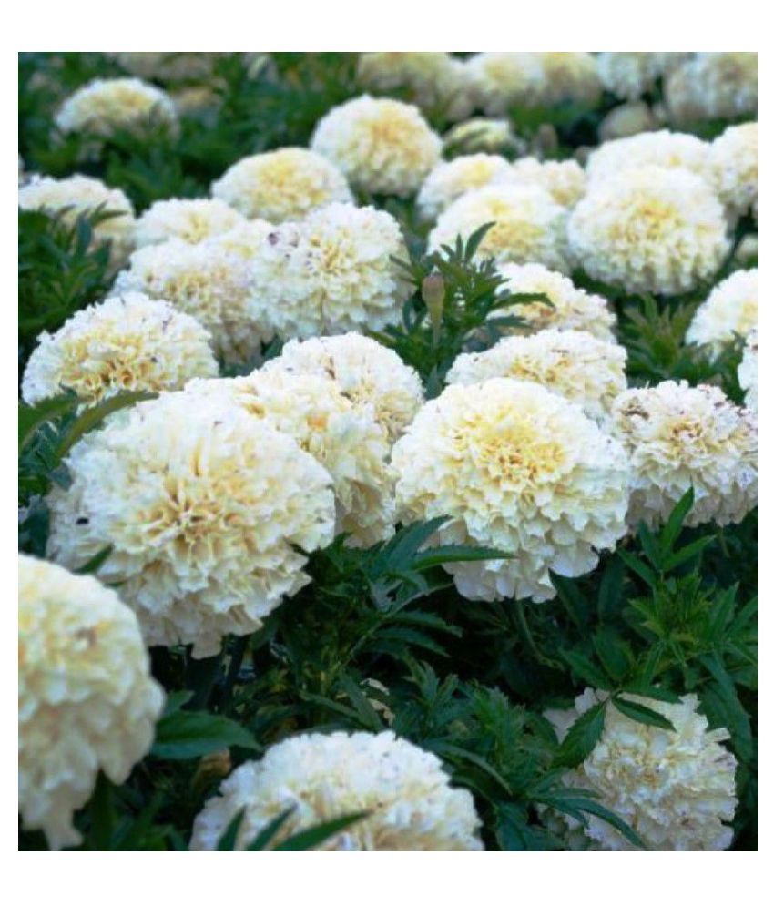 Marigold White Pearl Flowers Pure Organic Seeds - Pack of 20 Seeds F1 ...