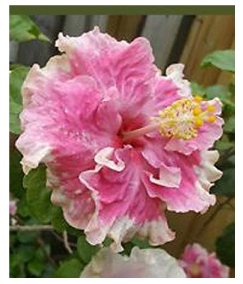 ORETIC HYBRID HIBISCUS LIVE PLANT Both Flower Plant Buy