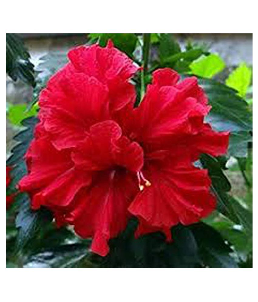 ORETIC Hibiscus Hybrid Flower Plant Buy ORETIC Hibiscus