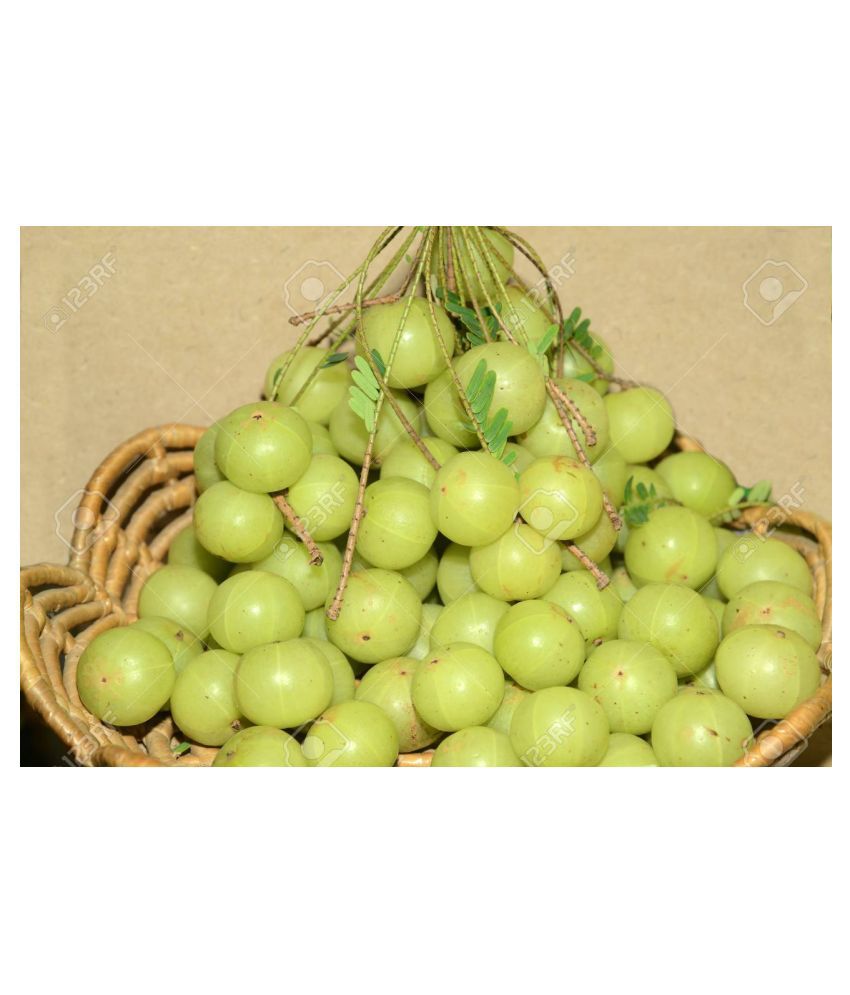 Where can i find fresh indian gooseberry