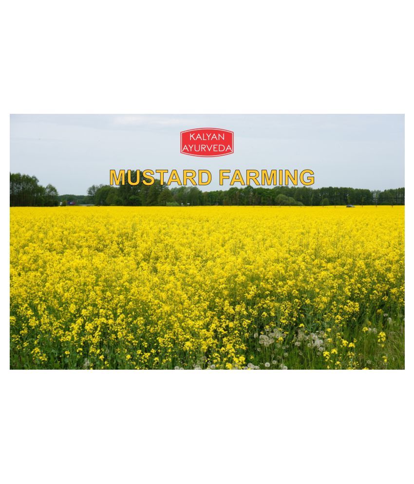 KALYAN AYURVEDA Mustard Oil 1 L Pack of 10 Buy KALYAN AYURVEDA Mustard