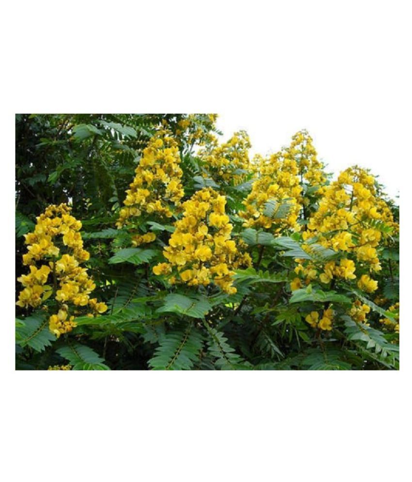 Green India Cassia Siamea Seeds Sima Tangedu Cassod Tree Seeds 