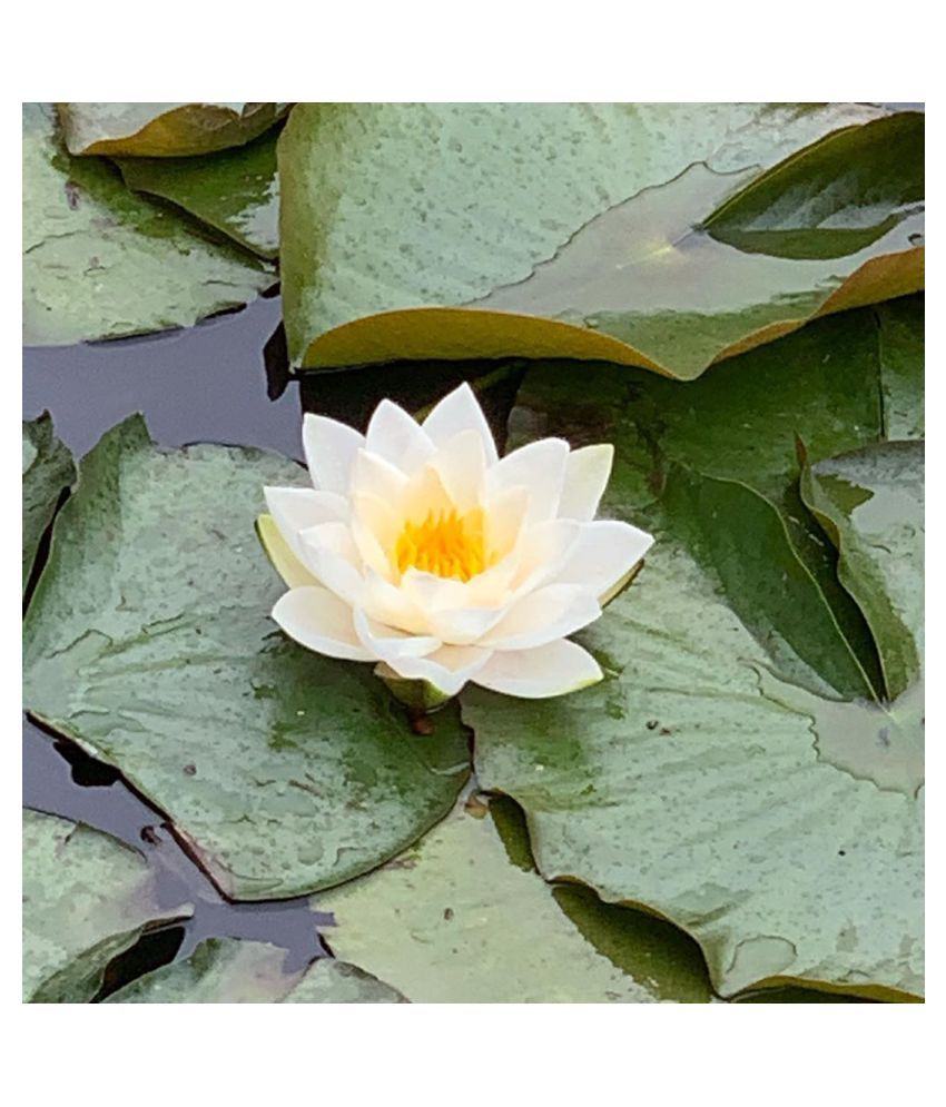 Bonsai White Lotus Seeds 25 Seeds Per Pack Buy Bonsai White Lotus