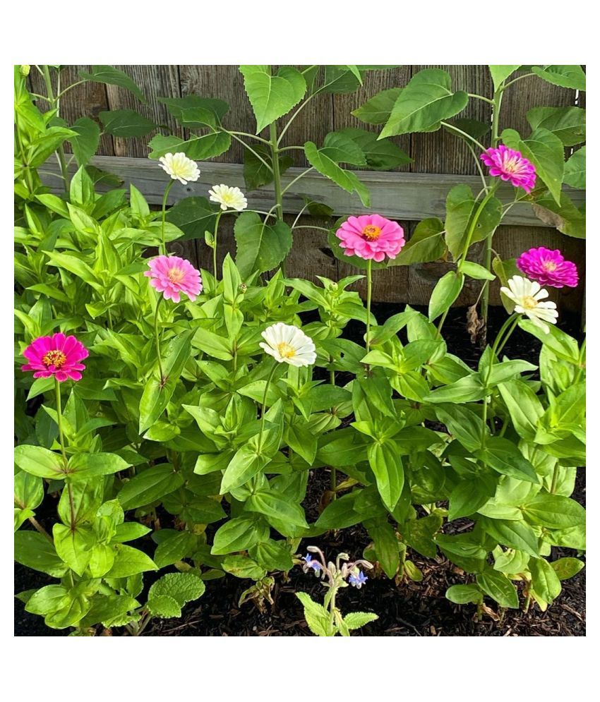     			Zinnia Liliput Plant - 25 Seeds Per Pack