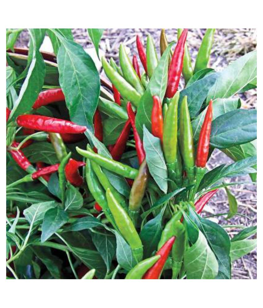 VALLEY GREEN Chilli F1 SEEDS Vegetable Seeds (50 N) Buy VALLEY GREEN