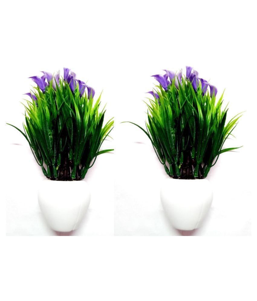     			Green plant indoor Wild Flower Blue Flowers With Pot - Pack of 2