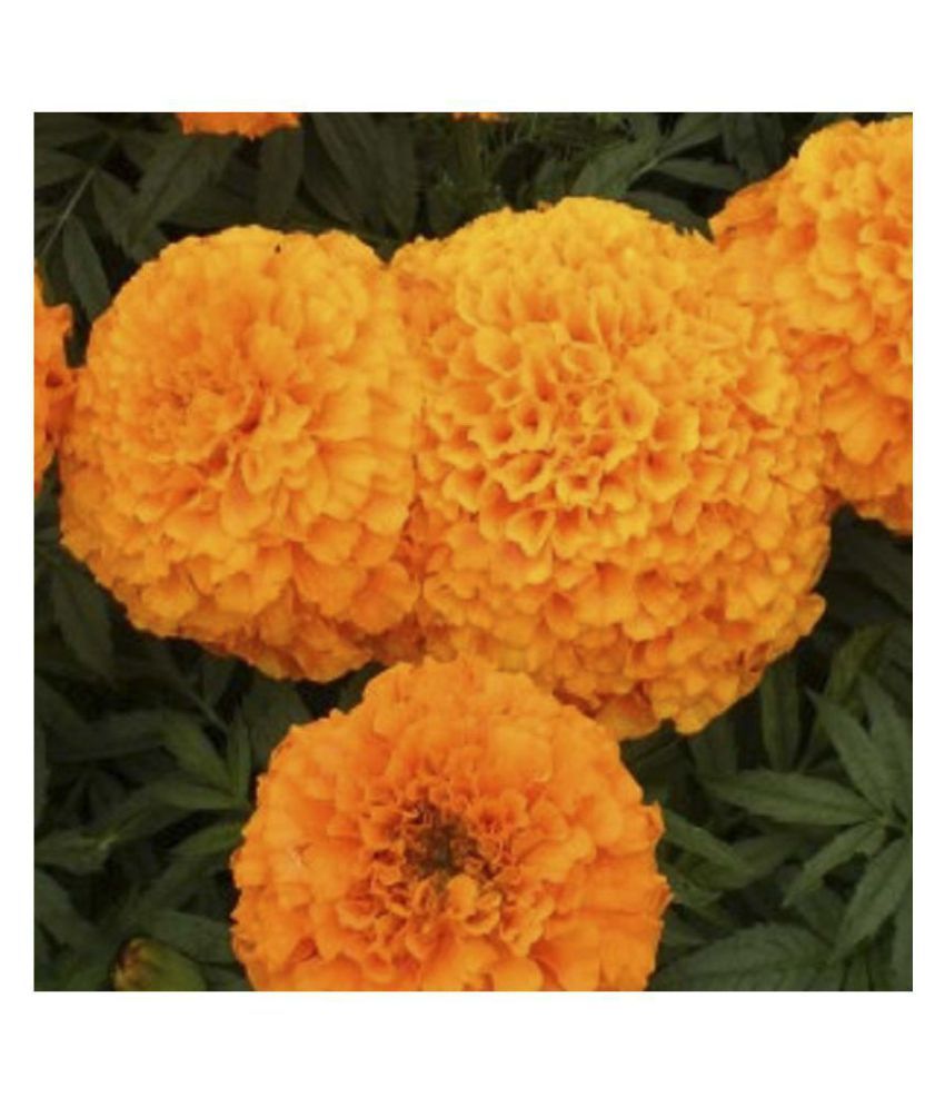 African Marigold Flowers Seeds Pack of 50 Seeds PREMIUM QUALITY Buy