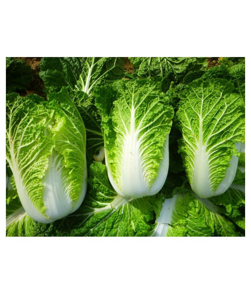 Chinese Cabbage Pack of 50 seeds Buy Chinese Cabbage Pack of 50