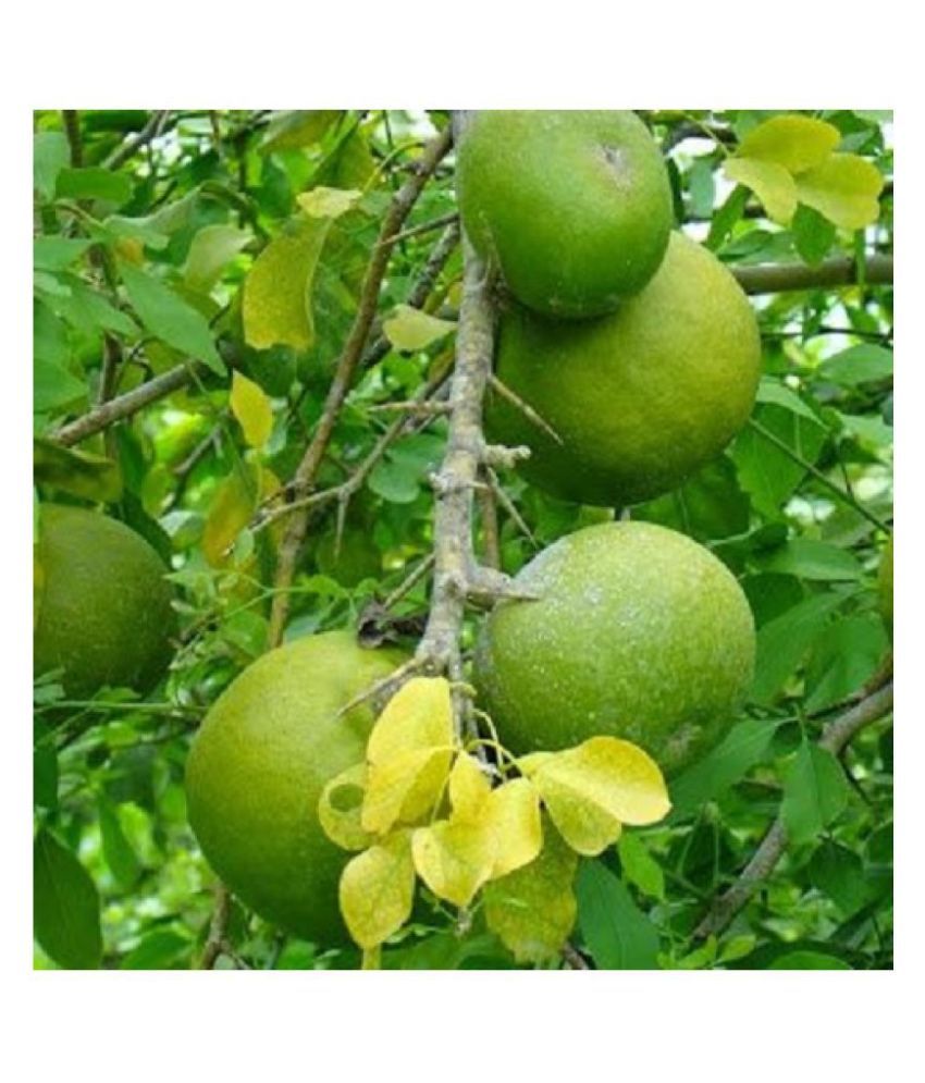 Green India Golden Apple Seed -Indian Bael tree Seeds-Bel Tree seeds ...