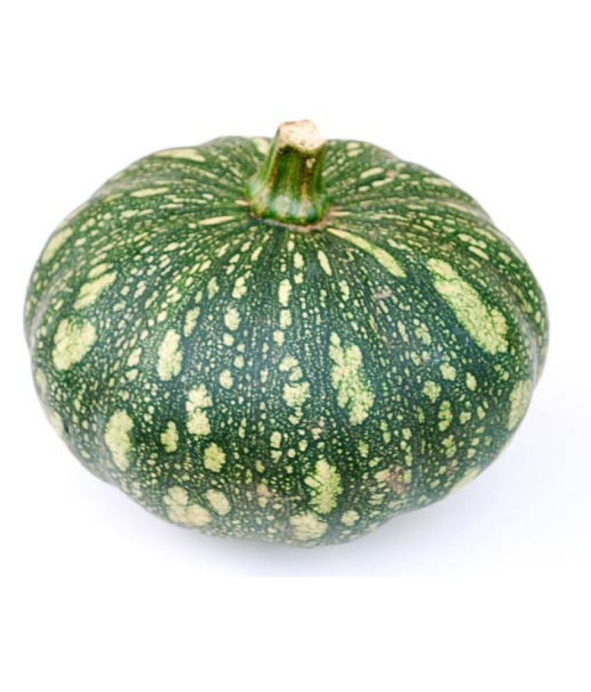 Desi Kaddu Pumpkin Seeds Vegetable Seeds for Home Balcony Roof Top Kitchen Garden Pack of 20