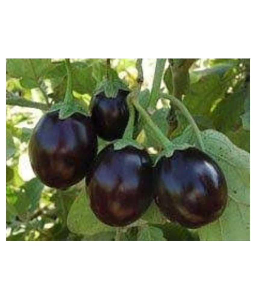     			INTENSIVE FARMING Vegetable Seeds Brinjal Hybrid Seeds Plant Seeds