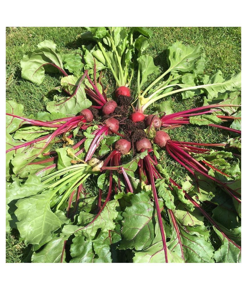 beet root 1s