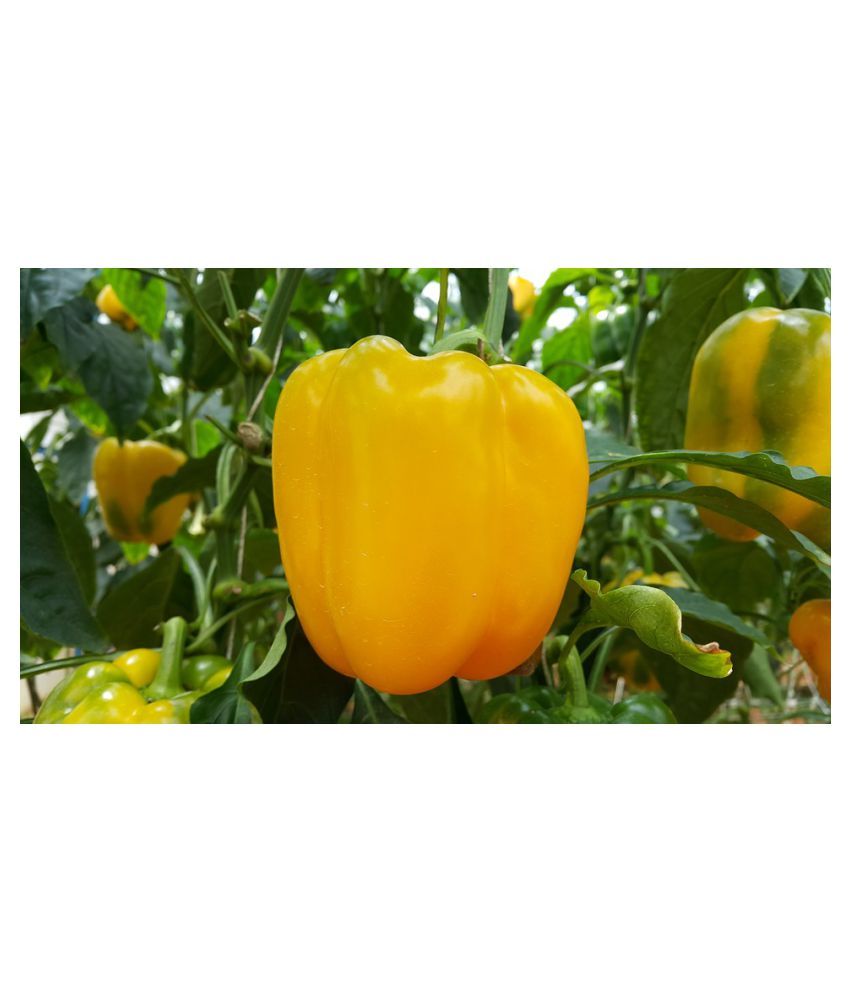     			Capsicum Yellow (Bell Pepper) Seeds For Your Kitchen Garden - 100 Seeds Per Pack