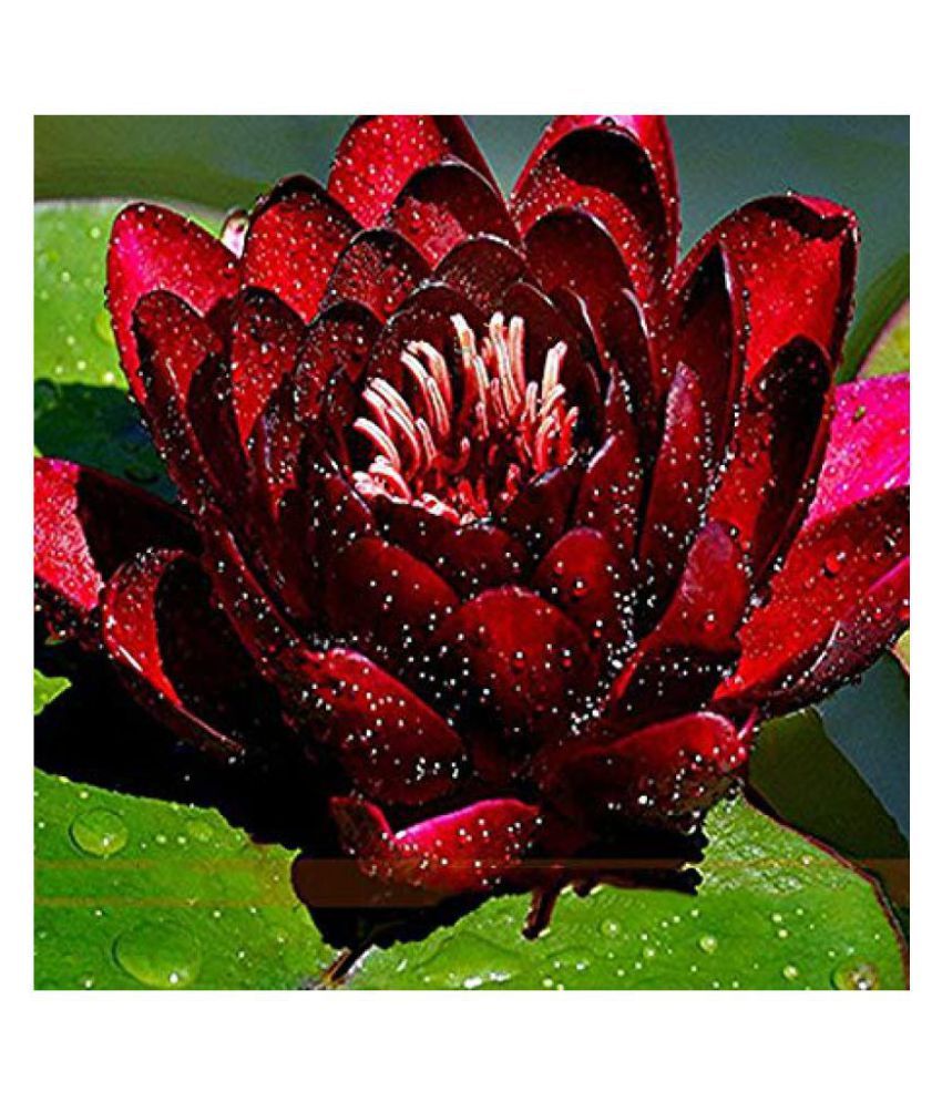     			STOREFLIX Mini Water Lily Lotus Flower Seeds (Red and Black)- Pack of 10