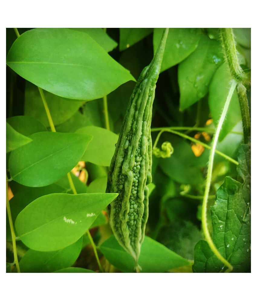     			Bitter Gourd (karela) Seeds - 15 Seeds Per Pack