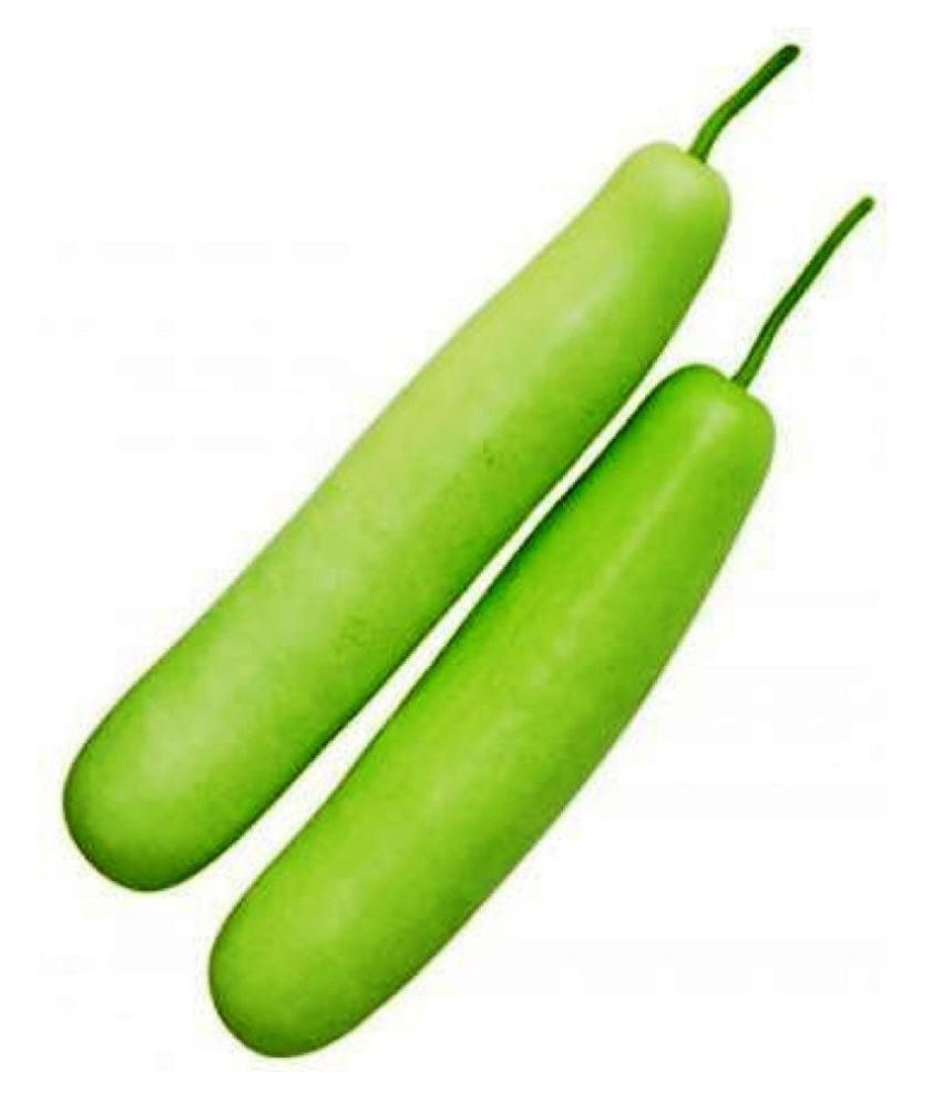 bottle-gourd-loki-ghiya-vegetables-seeds-pack-of-30-seeds-premium