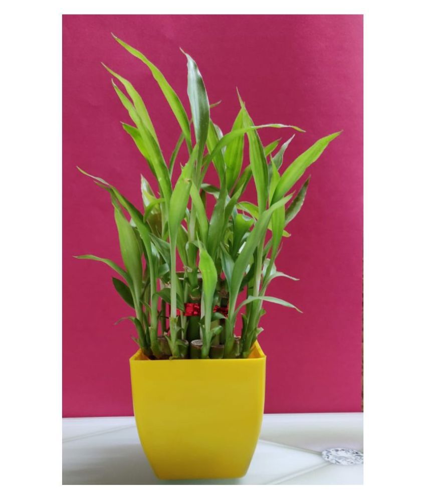GREEN - HOMES 2 LAYER LUCKY BAMBOO PLANT WITH YELLOW POT ...