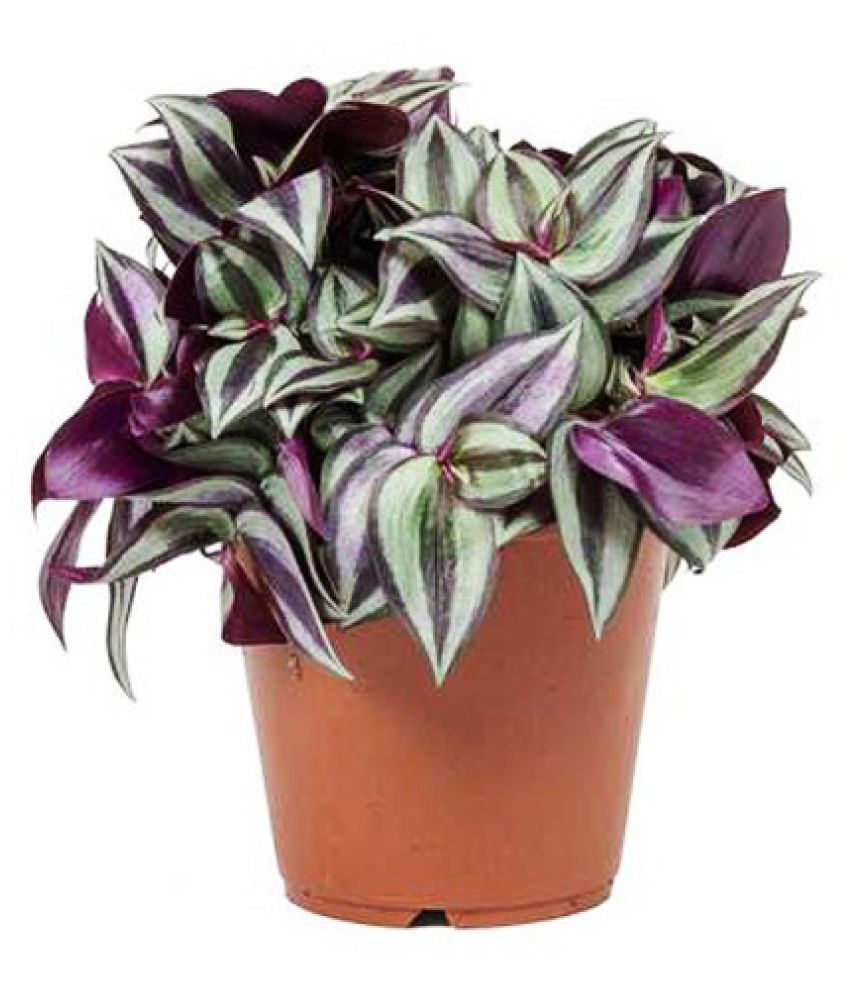 wandering jew plant where to buy