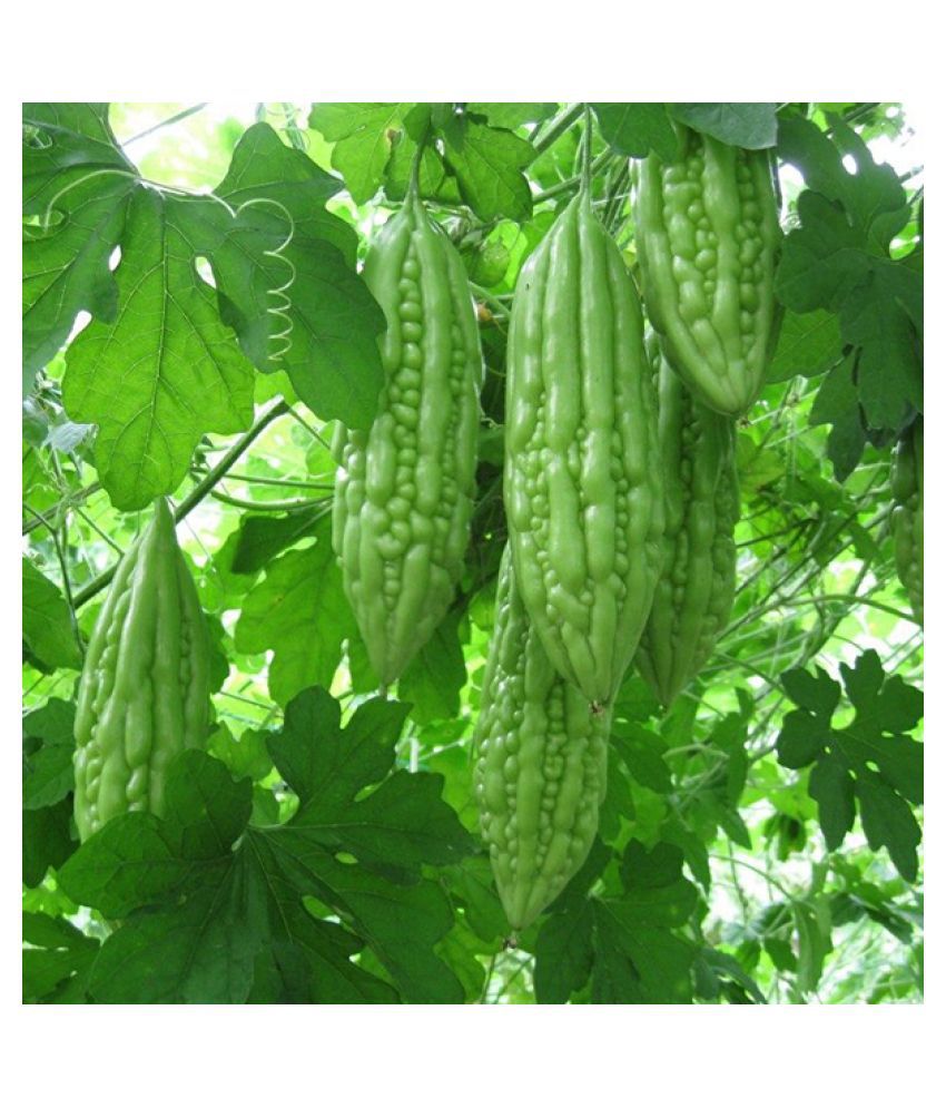     			Real Seed Bitter Gourd Seed (15 per packet)