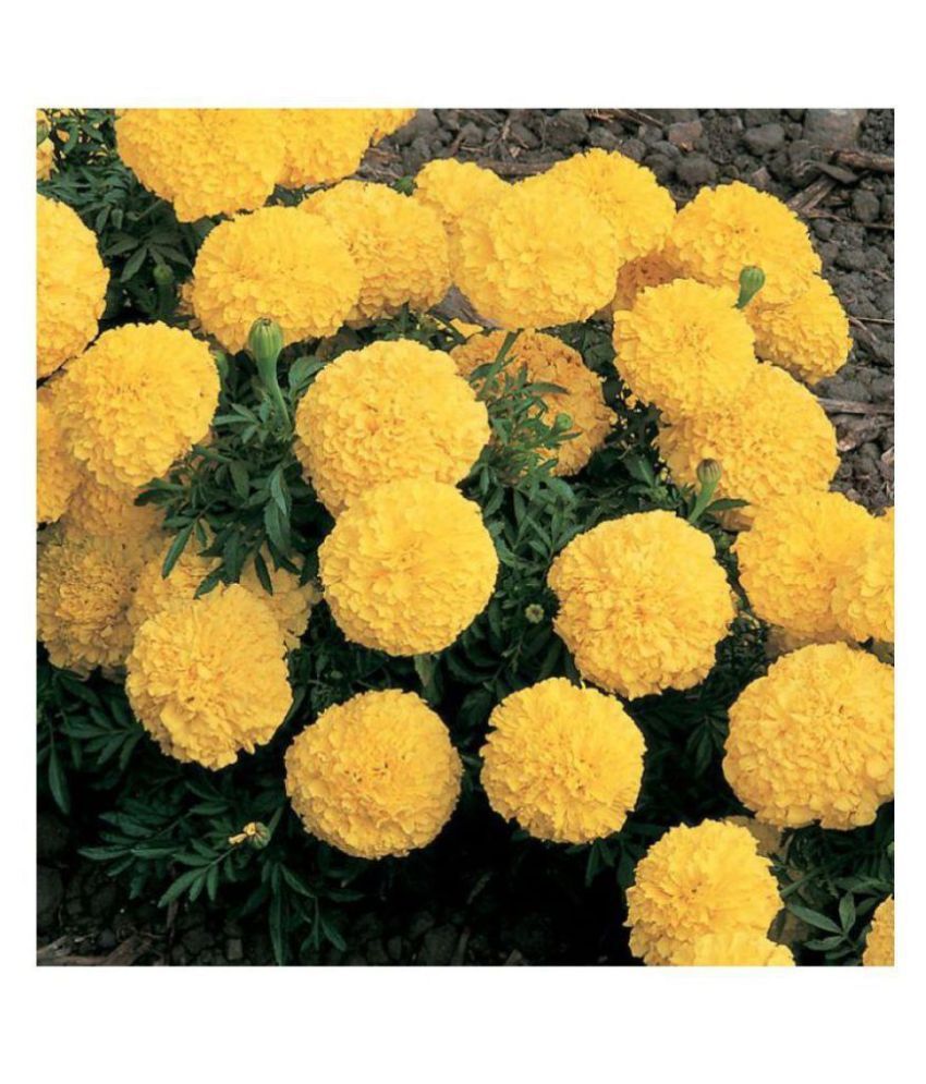     			KANISHQ SEEDS YELLOW MARIGOLD FLOWER SEEDS-50 SEEDS