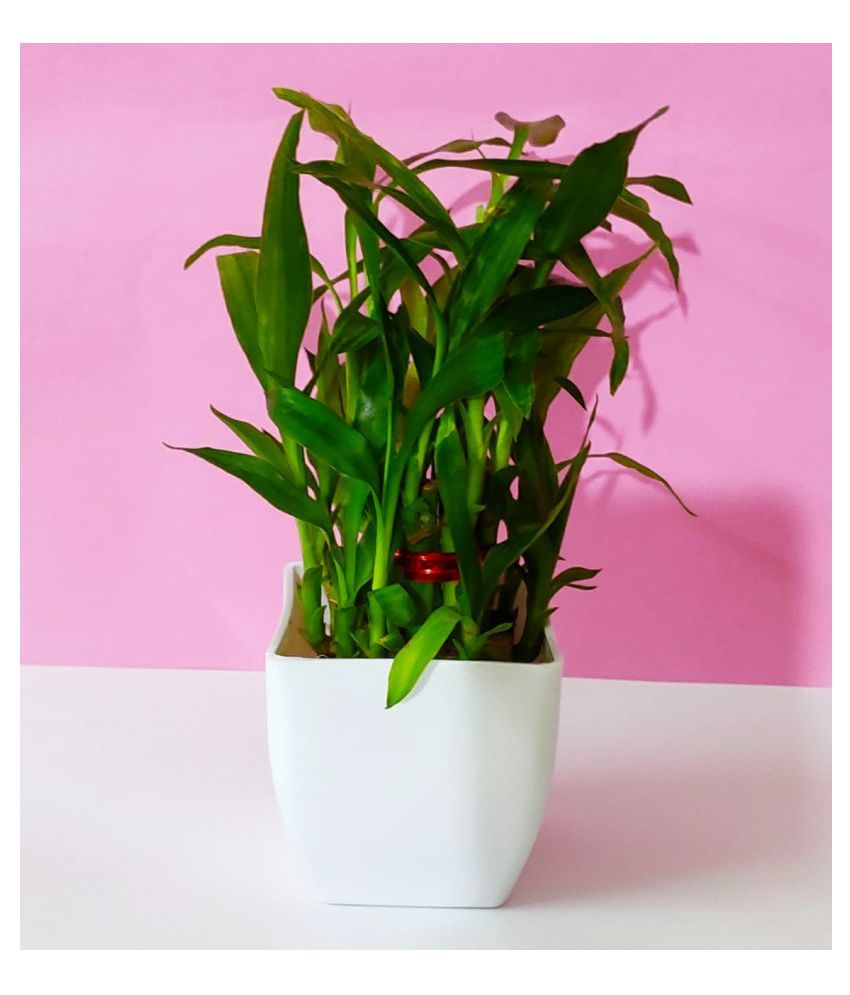 GREEN HOMES 2 Layer Lucky Bamboo Plant with White Pot