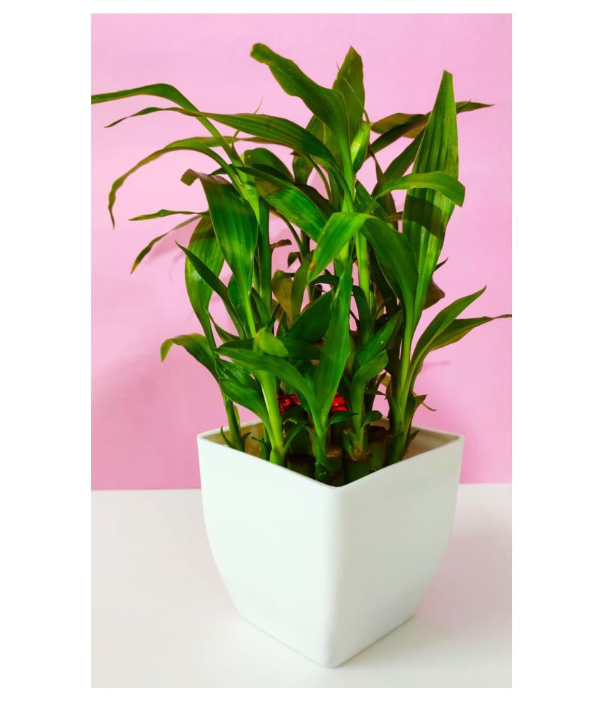 GREEN HOMES 2 Layer Lucky Bamboo Plant with White Pot