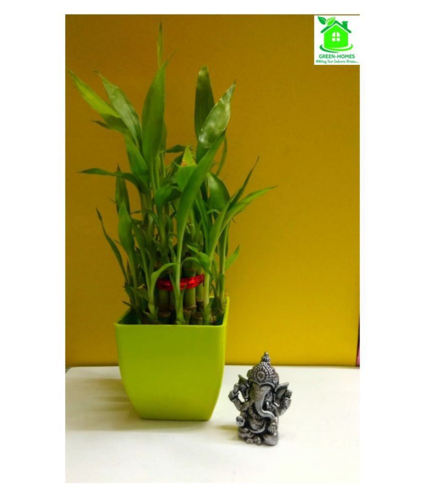 GREEN - HOMES 2 Layer Lucky Bamboo Plant with GANESHA ...