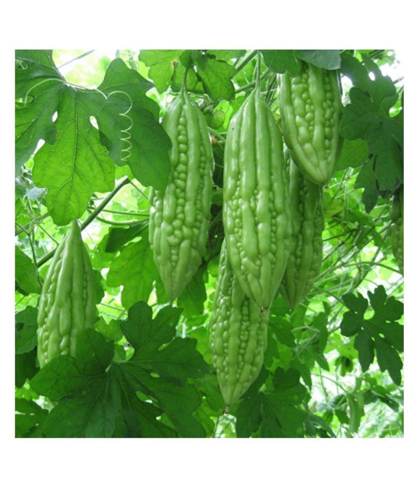 Hybrid Long Bitter gourd 15 Seeds Buy Hybrid Long Bitter gourd 15