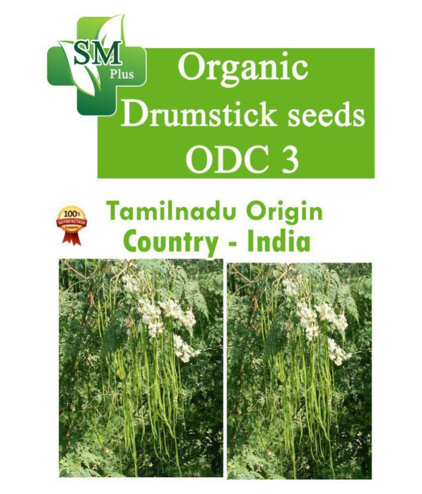     			Indian organic Moringa Seeds - Odc Variety, 100 seeds per back