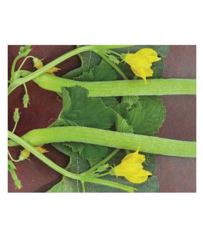     			Long Melon Kakri Seeds, Cucumber Kakdi Seeds Pack Of 300 Tar Seeds