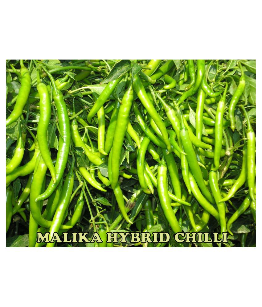     			Green World Malika Chilli / Mirchi Seeds ( 100 Seeds )