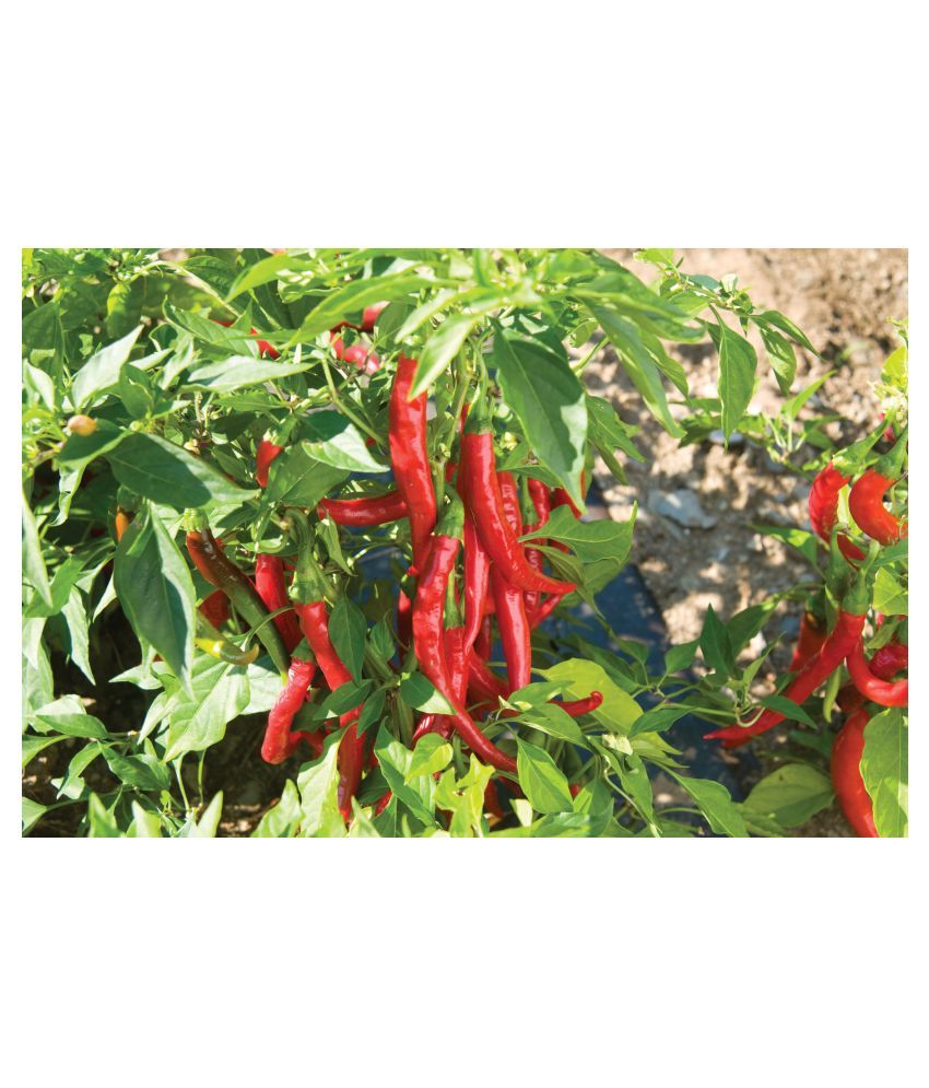 Green World Arka Harita Chilli Mirchi Seeds 50 Seeds Buy Green World Arka Harita Chilli Mirchi Seeds 50 Seeds Online At Low Price Snapdeal