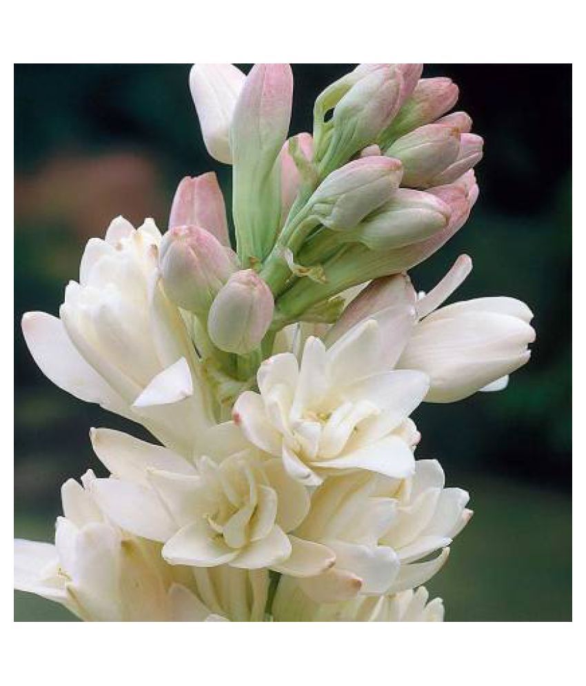     			Rajnigandha Tuberose Polianthes Tuberosa Nishigandha Sugandhraja Calcutta Double Fragrant Flower Bulbs Pack Of 5