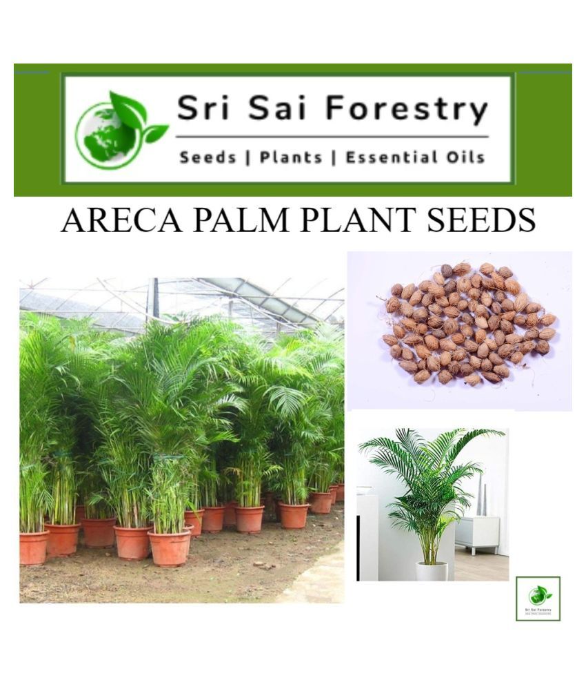 Palm Seeds (Areca 300 Grms) Indoor & Outdoor Plant Best Household