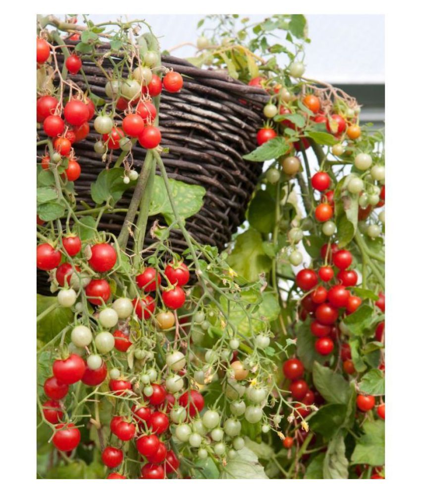     			Cherry Tomato Aone Seeds - Pack of 50 Hybrid Seeds (Organic)