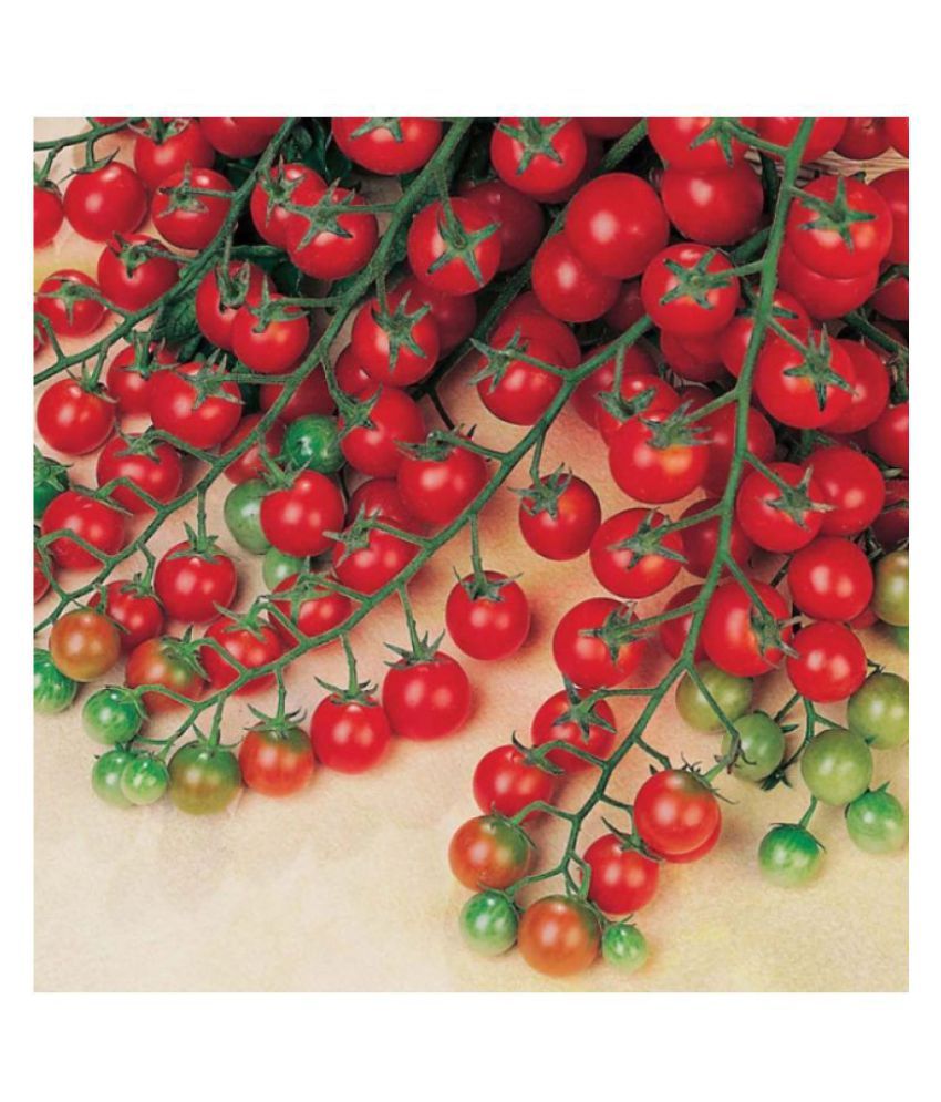     			R-DRoz Cherry Tomato High Germination Vegetables Seeds - Pack of 50 Hybrid Seeds (Organic)