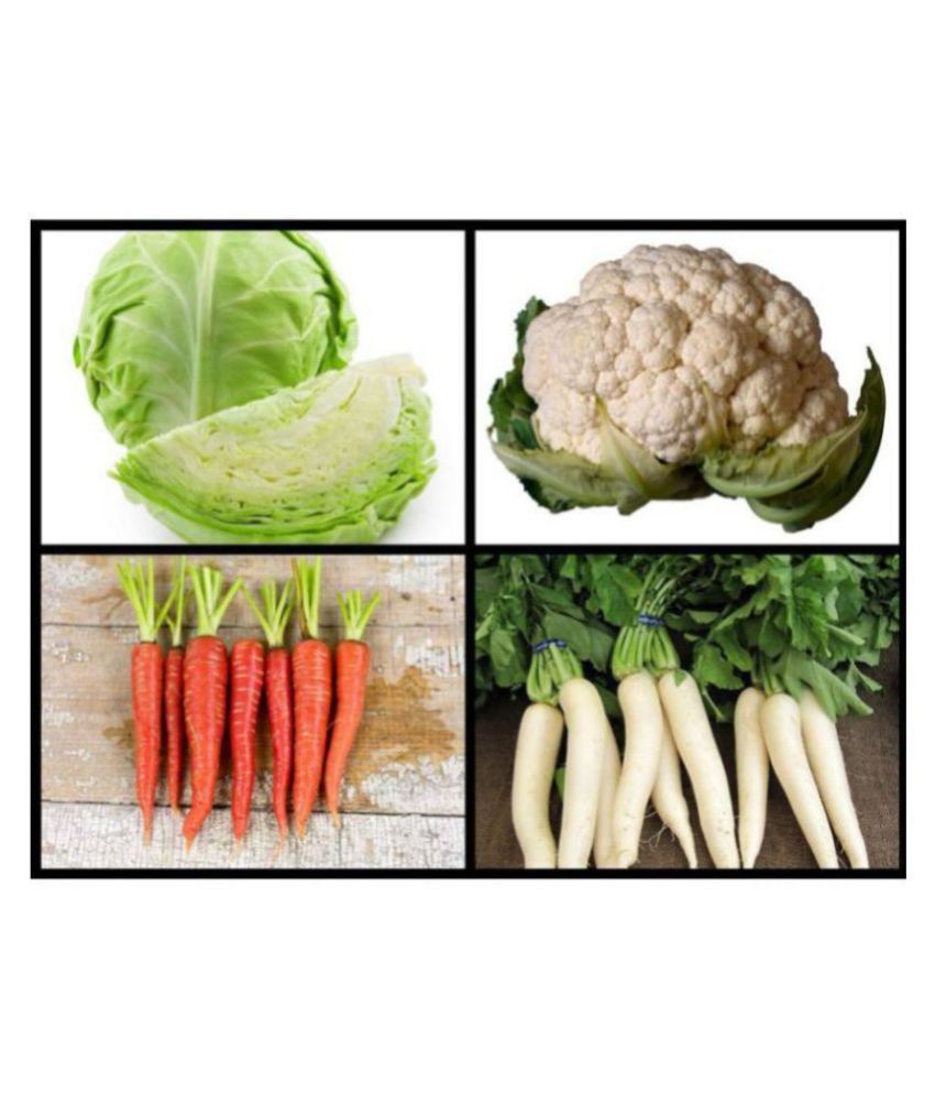     			Super Saver Combo of 4 Hybrid Vegetables (Cabbage, Cauliflower, White Radish & Red Carrot) F1 HYBRID