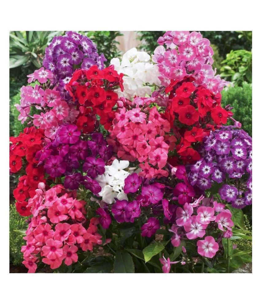 Creeping Phlox subulata Winter Flower Seeds with Coco Peat Seed Starter ...