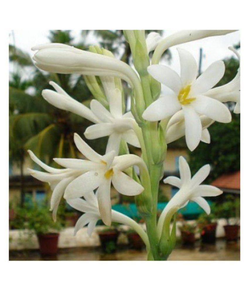     			Fragrant Flower Bulbs of Polianthes Tuberose- Rajinigandha - 10 Bulbs pack