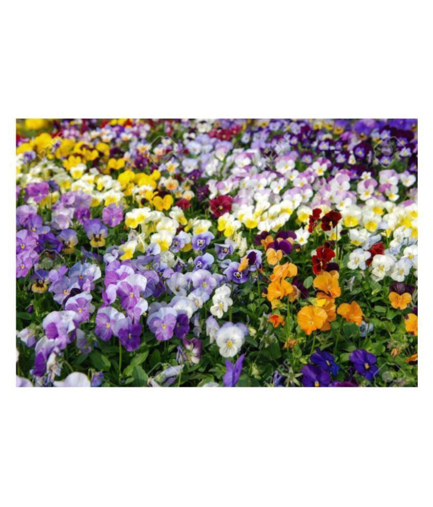 Giant Pansy Viola Winter Flower Seeds with Coco Peat Seed Starter Buy Giant Pansy Viola Winter