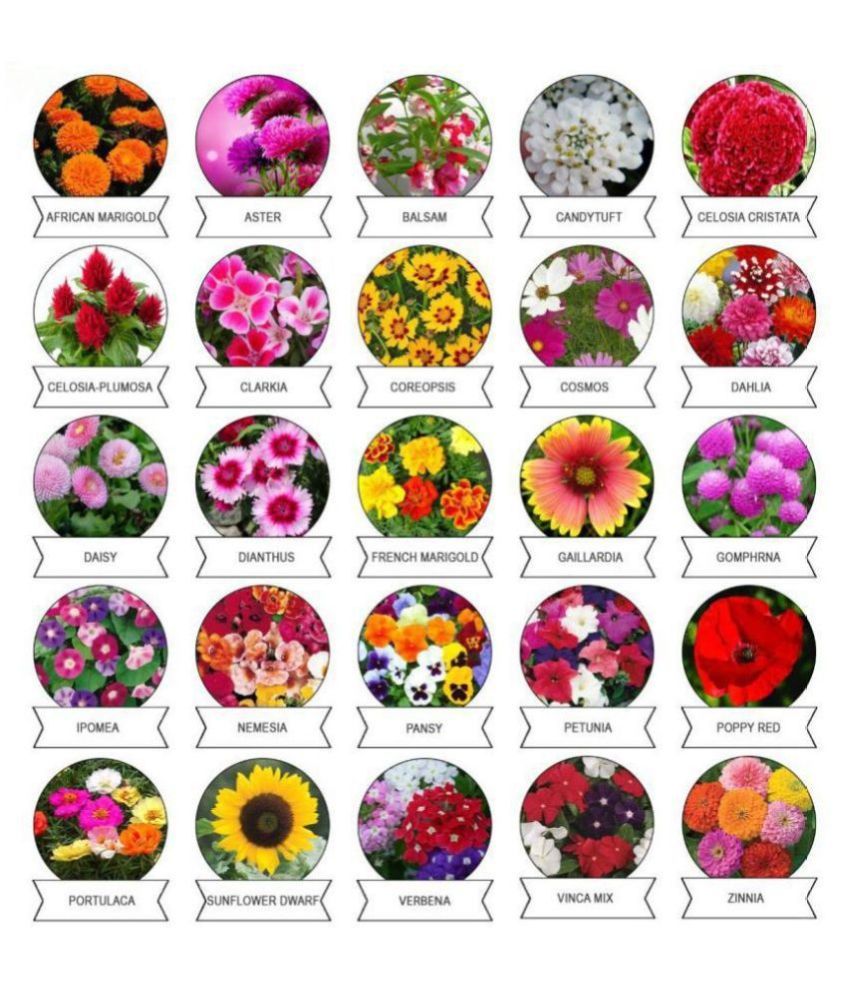 Home Garden Flower Vegetable Seeds Combo (Vegetable Seeds 45+ Variety