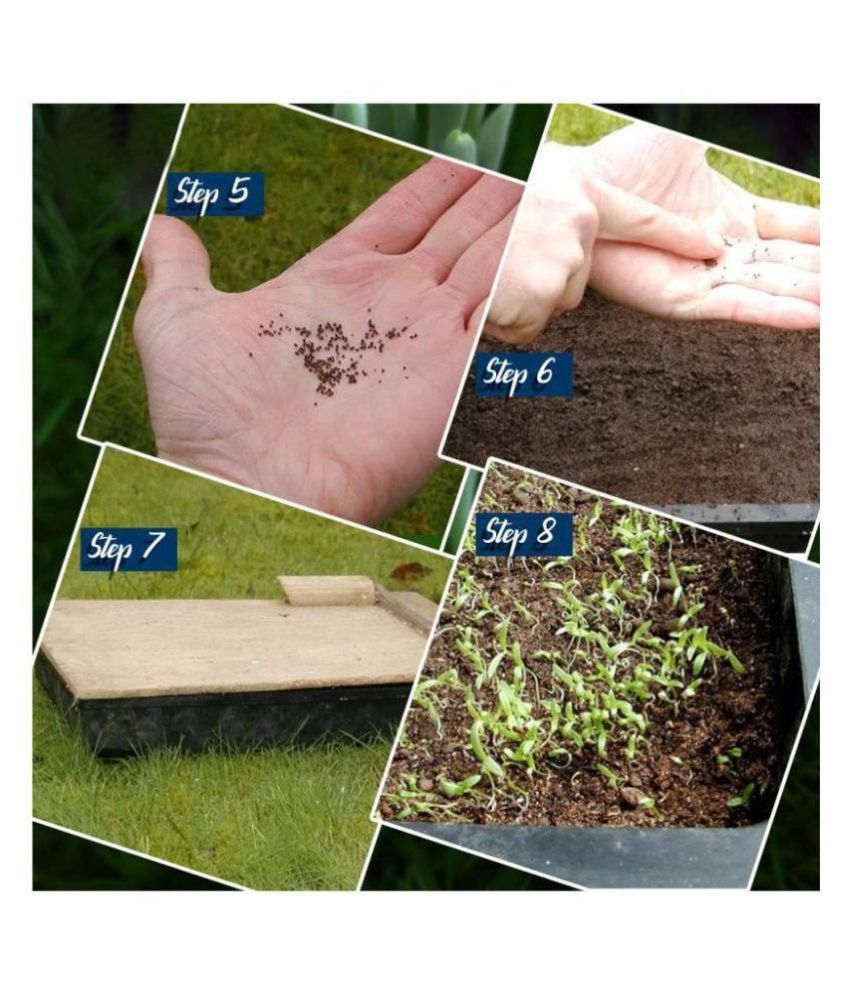 Home Garden Flower Vegetable Seeds Combo (Vegetable Seeds 45+ Variety