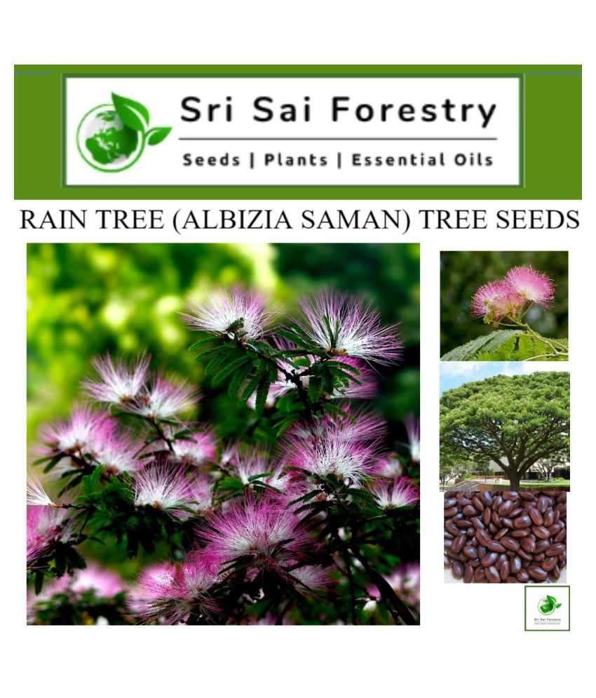 Rain Tree Seeds - Albizia Saman (Pack of 300 Grms) Tree Seeds for Farm ...