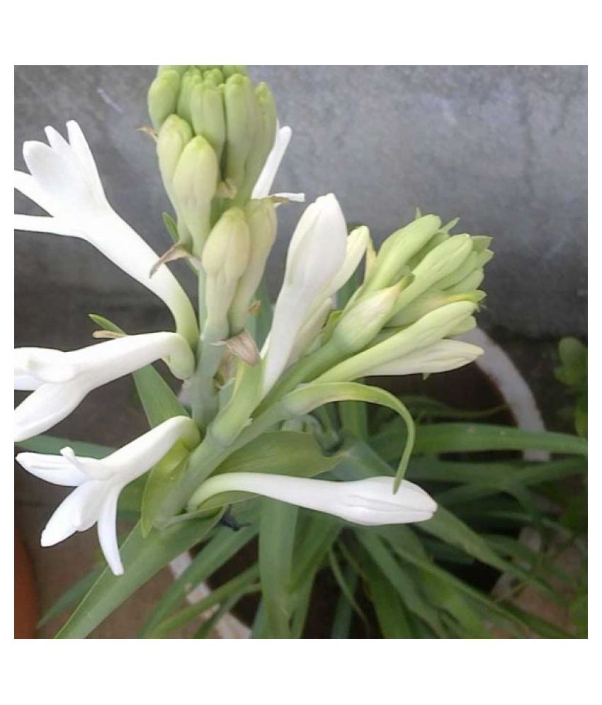     			Tuberose Single (Rajanigandha) BULBS,Bloom with White Fragrant Flower, House Plant Seeds 10 Pcs Pack.
