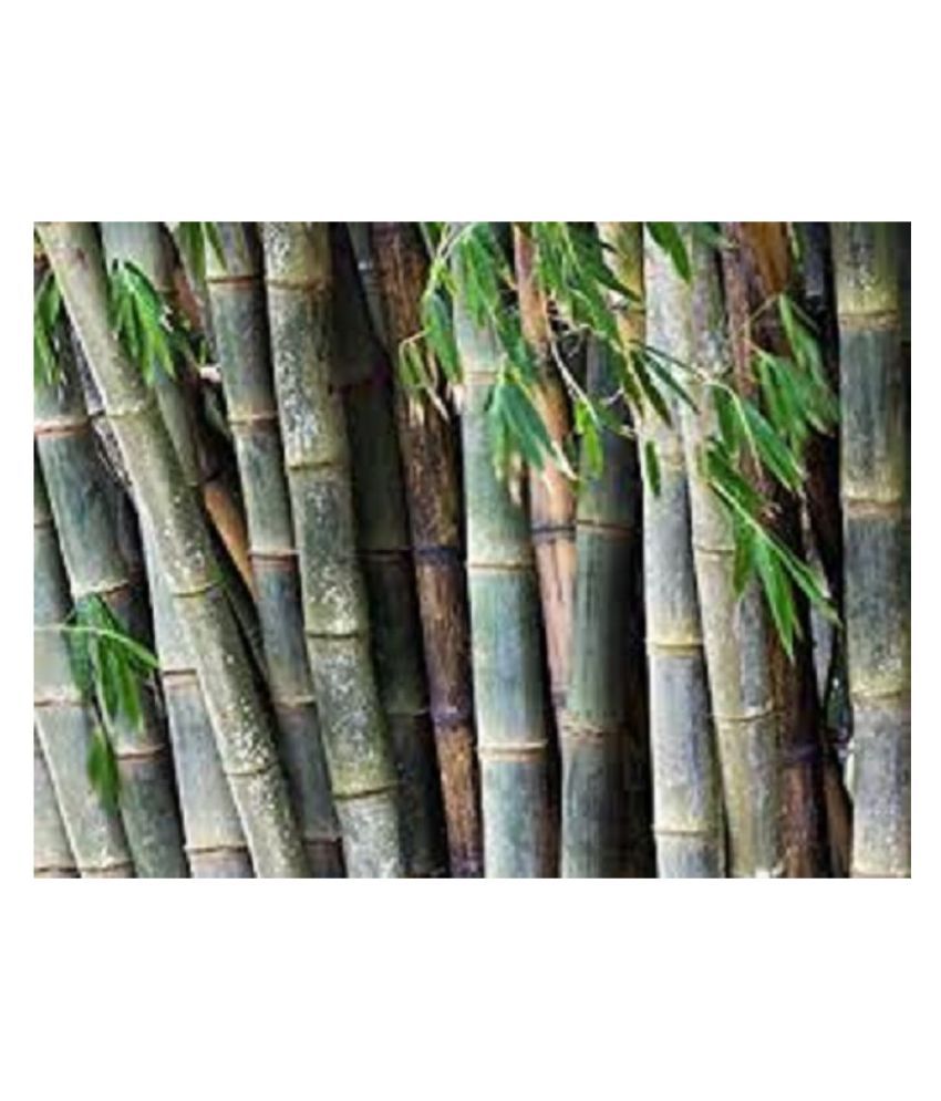 Forest Development Bamboo seeds, Dendrocalamus strictus, Calcutta