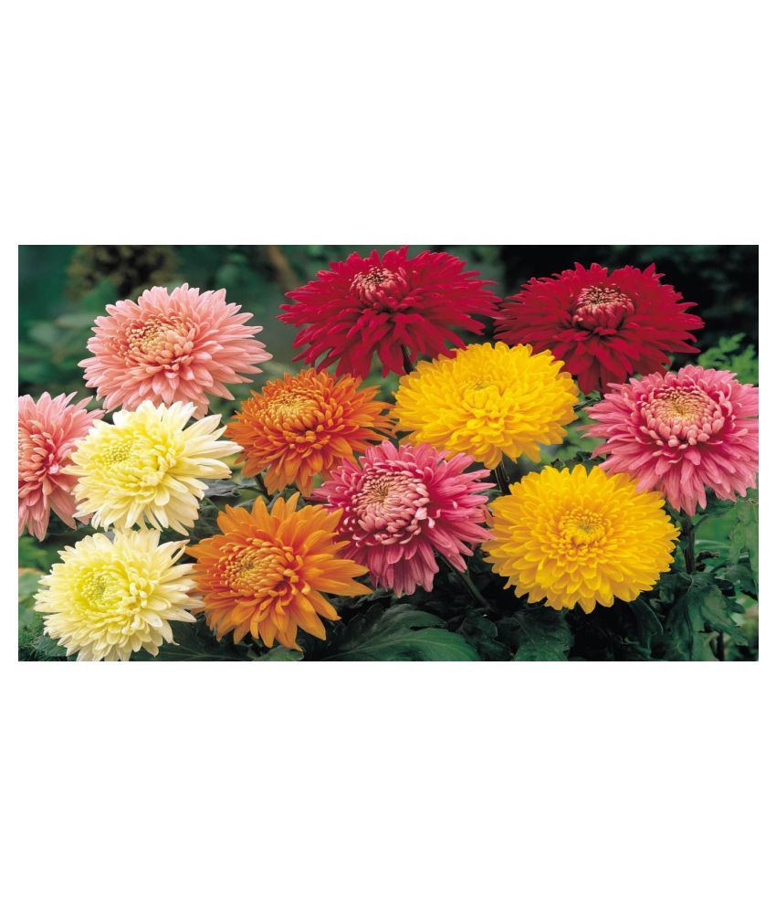 Buy Chrysanthemum/Guldaudi Mix Colors Hybrid Seeds For Home Gardening